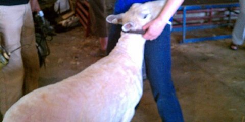Maryland Sheep & Wool 2012